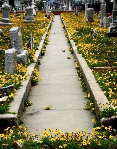 evergreencemetery cemetery galveston broadway galvestoncounty yellow wildflowers convergence perspective perspectiva texas graveyard graves tombstones united states north america