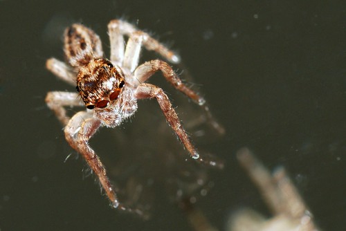 backyard arachnid tiny jumpingspider salticidae waustralia swanview