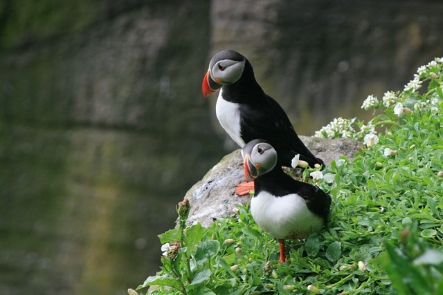 puffins on skellig michael - a photo on Flickriver