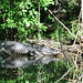Alligator Canal   DSCN1710
