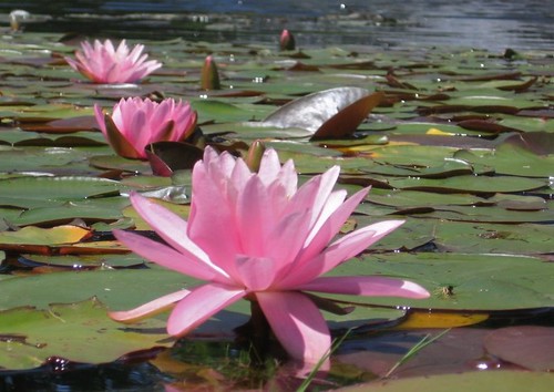 pink water fountain leaves pond meetup maine lilies buds splash newgloucester pinelandfarms capturingmaine