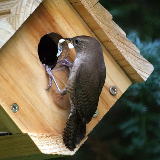 House Wren with Fecal Sac (Cleaning the nest)