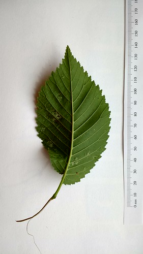 Ulmus leaf