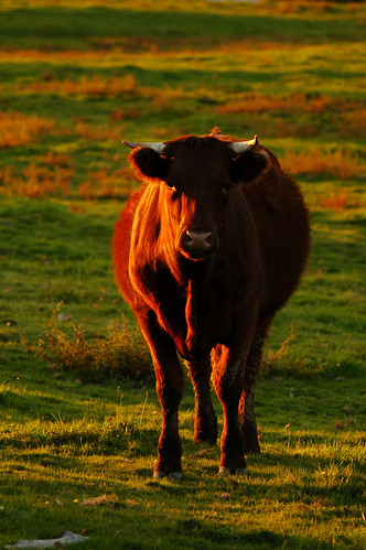 new light sunset canada field animal mammal cow cattle farm brunswick farmland fredericton pasture