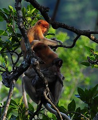 Proboscis Monkey - Mom, dad and a little one