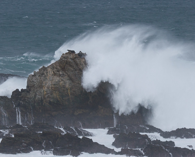 Sea Lion Point