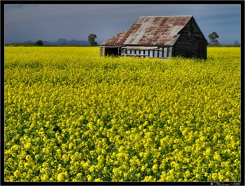 california flowers trees sunshine yellow clouds barn wow landscape scenic olympus explore pa wildflowers e3 frontpage centralvalley circularpolarizer 1000views sutterbuttes californialandscape happyhours zd suttercounty 1260mm olympuse3