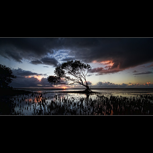 ocean trip morning travel light sea sky plants sun seascape color colour reflection tree nature water beauty clouds contrast sunrise canon landscape geotagged eos early photo interestingness dof angle tide wide sigma australia explore mangrove 7d queensland rays 1020mm mb photograhy waterscape 10mm exposue beachmere anawesomeshot stupie