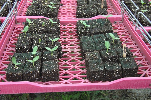 melon seedlings
