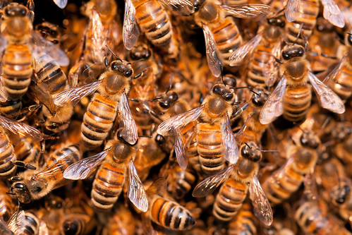 macro animal animals closeup garden insect bees insects 100mm bee api swarm 虫 sciame worldofanimals macrosdenaturaleza