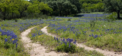 road plants tx wildflowers hillcountry bluebonnets masonco
