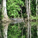 Alligator Canal   DSCN1809