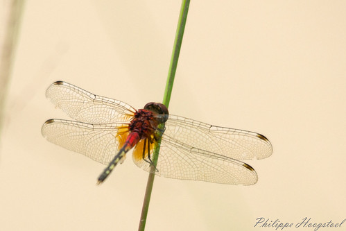 ghana greateraccra tema arthropoda insecta odonata libellulidae diplacodes diplacodesluminans dragonfly