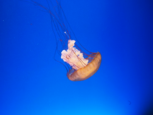 Sea jelly