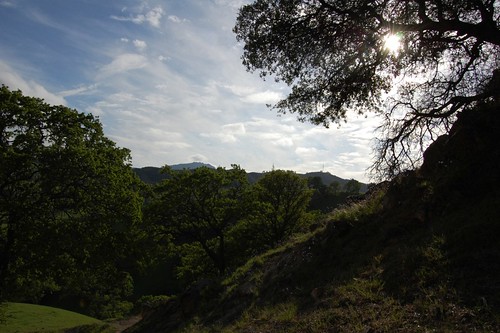 california trees usa valley antioch blackdiamondmines contracostacounty eastbayregionalparks
