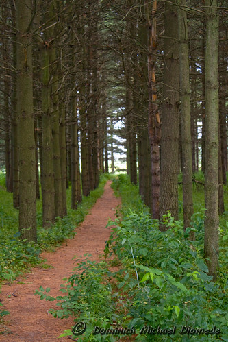 statepark trees bike illinois path trail conifers