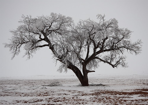winter snow tree oklahoma nature rural canon landscape eos digitalslr elkcity canute 40d kerrprice vanessajprice