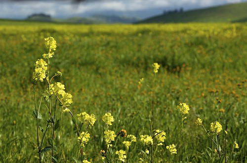 california wildflowers yokohlvalley
