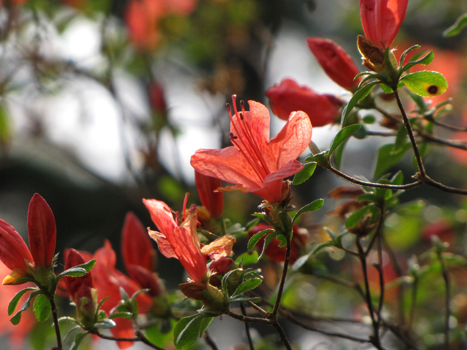 Rhododendron kaempferi image