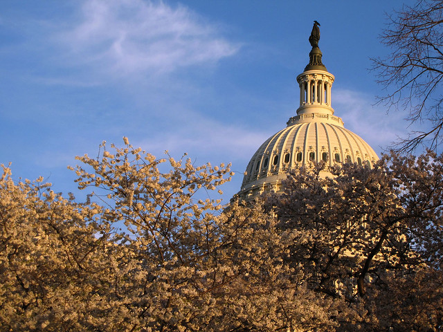 US Capitol with Cherry Blossoms