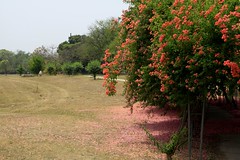 chandigarh gardens