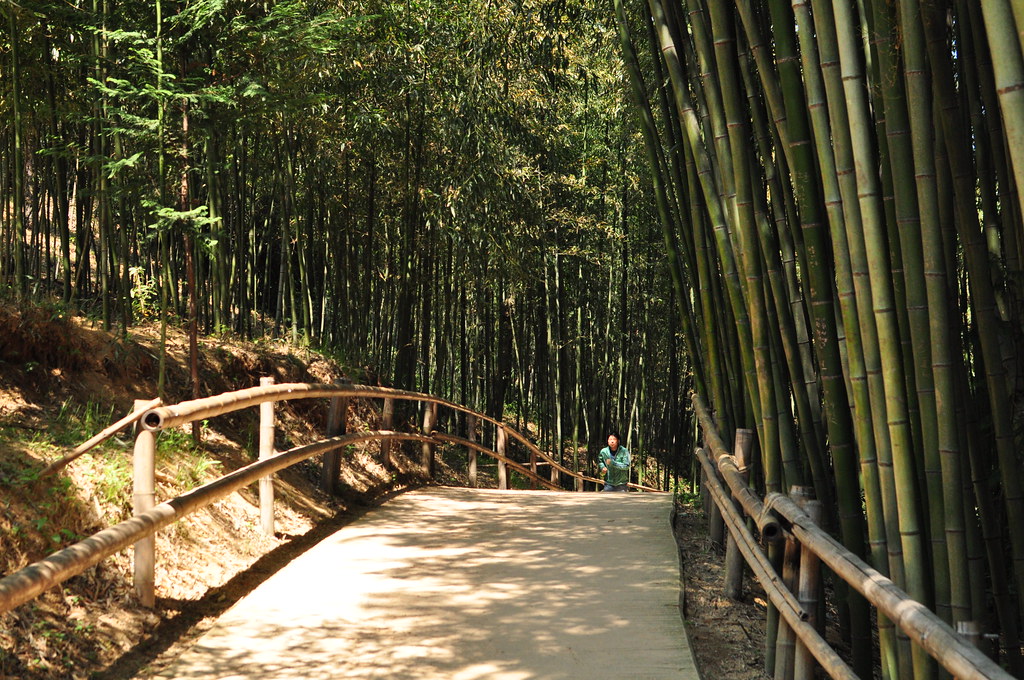 Bambu forest