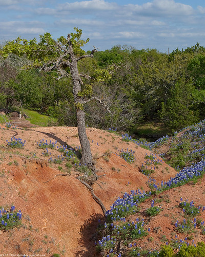 tree creek tx roots wildflowers hillcountry bluebonnets errosion gillespieco