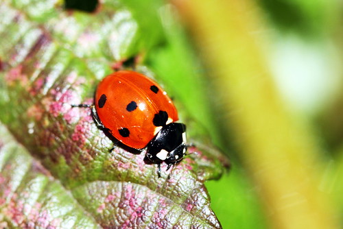 Ladybird 36118