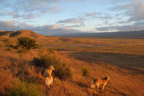 dog goldenretriever nationalpark nationalmonument califronia goldenretiever carrizoplain