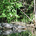 Alligator Canal   DSCN1718