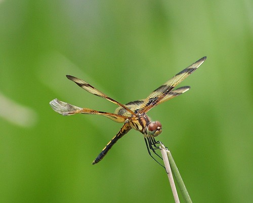 dragonfly tx odonata halloweenpennant celithemiseponina jaspercounty angelinanationalforest boykinsprings boykinspringsrecreationalarea