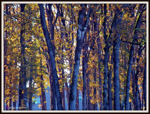 autumn trees fall leaves landscape outdoors picnik evergreenavationmuseum