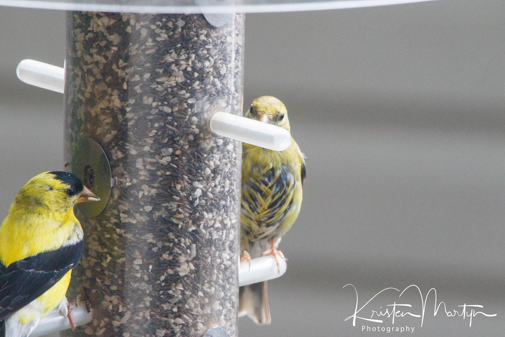American Goldfinch (Spinus tristis)- Brood Patch