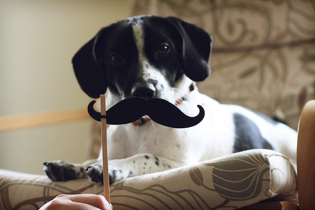 Dog with a Mustache