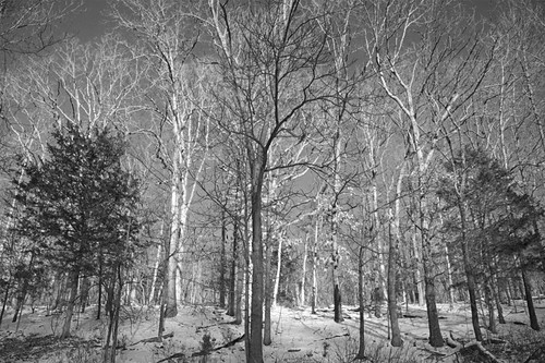trees blackandwhite snow nature conservation springfieldmissouri naturecenter