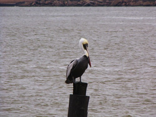 wood city travel usa bird nature water canon texas view state wildlife south peaceful pelican powershot daytime tranquil portarthur sx10is waltphotos