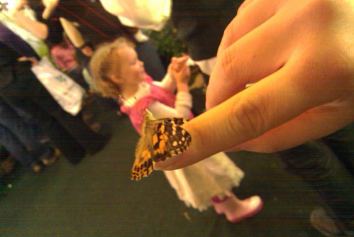 My butterfly friend