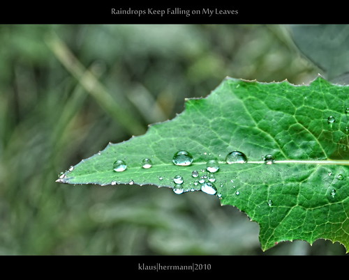 italien plant nature water rain photography leaf flora nikon natural ita raindrops nikkor 18200 d90 lagundo nikon18200vr trentinoaltoadige nikond90 topasdenoise klausherrmann topazdetail