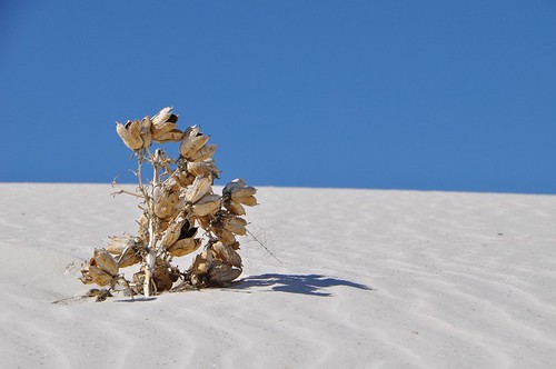 plant flower sand whitesands seed capsule