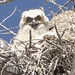 baby great-horned owl on nest