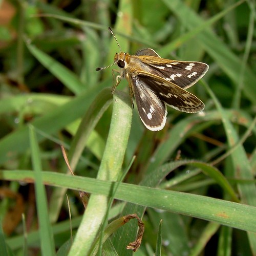 india macro butterfly sony skipper aligarh butterflyindia hesperidae dsch50 commongrassdart taractroceramaevius