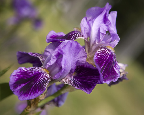 iris floral