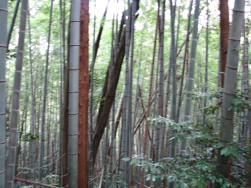 wood japan countryside bamboo 日本 campagne japon bambou bois 田舎 竹林 usuki 臼杵 臼杵石仏 valléedesbouddhas valleyofbuddhas