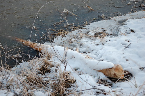 snow frozen log