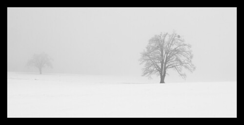 snow tree nature fog canon landscape arkansas rual treesubject canon40d