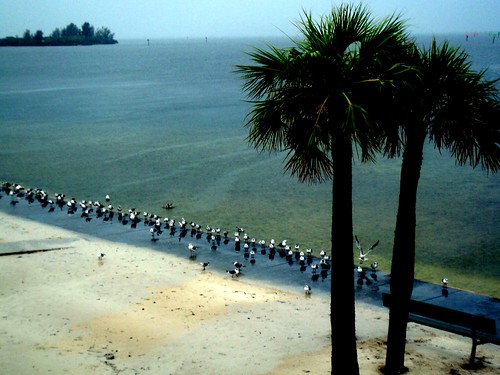 trees seagulls tree beach water birds photo sand gulf florida palm hudson shores