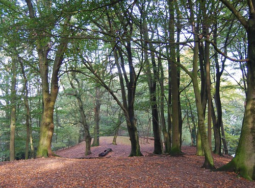 autumn holland forest herfst bos wald achterhoek gelderland paasberg terborg