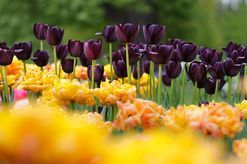 park flowers nature yellow festival washington purple tulip albany fest depth