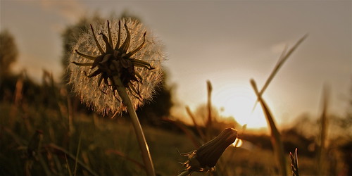 sunset flower macro grass dandelion flare