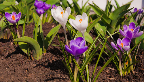 light flower nature landscape petals spring nikon earth crocus dirt bloom crocuses d90 18105mm